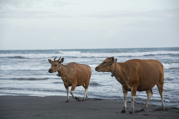 cows on the beach, Bali, Indonesia