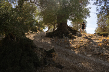 Chemin des oliviers centenaires à Majorque près d'Orient