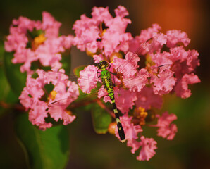 Fototapeta premium pink blossom