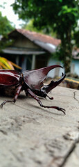 beetle on the stone