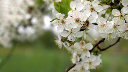 Honey bee is pollinating flower of the blossoming spring tree. Macro