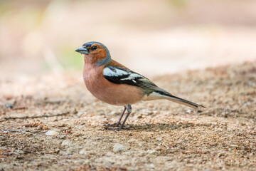 Common chaffinch, Fringilla coelebs, sits on the ground in spring. Common chaffinch in wildlife.