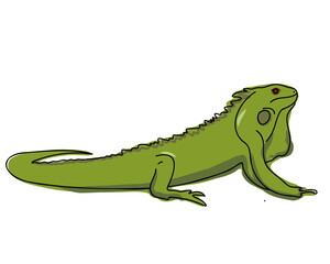Iguana. Flat vector illustration