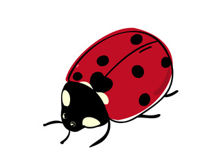 Ladybug isolated on white background. Doodle vector illustration