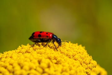 Red beautiful beetle on a yellow flower. The common red soldier beetle Rhagonycha fulva, also misleadingly known as the bloodsucker beetle, is a species of soldier beetle Cantharidae.