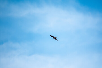 The bird of prey Black Kite flying in blue Sky