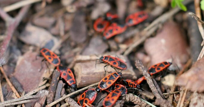 Firebugs insects Pyrrhocoris Apterus on the Ground. Springtime in Wild Nature. Beetles With a Red Spotted Back