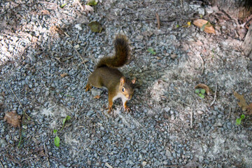 shocking squirrel on the ground