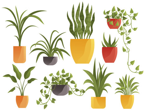 Plant in pot vector illustration flowerpots set. Cartoon flat different indoor potted decorative houseplants for interior home or office decoration, green garden floral collection isolated on white