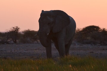 Afrikanischer Elefant (loxodonta africana) am Wasserloch bei Namutoni im Etoscha Nationalpark in Namibia. 