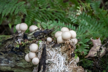 mushrooms in the forest