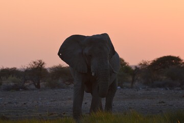 Fototapeta na wymiar Afrikanischer Elefant (loxodonta africana) am Wasserloch bei Namutoni im Etoscha Nationalpark in Namibia. 