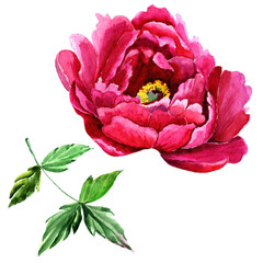 
Watercolor pink peony isolated on white background.