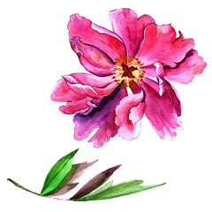 
Watercolor pink peony isolated on white background.