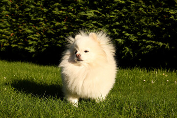 Cute fluffy Pomeranian dog on green grass outdoors. Lovely pet