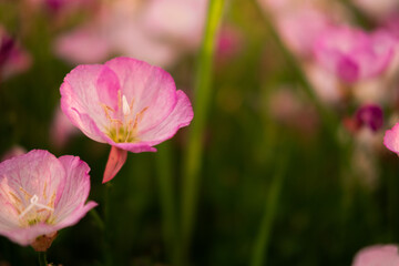 Fototapeta premium Close-Up Of Wild 