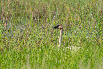 Beautiful Trumpeter Swan Lurking in the Marsh Grass
