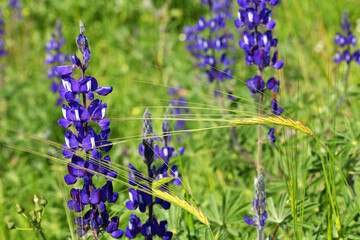 Blue wild lupins bloom on a bright sunny day. Lupinus pilosus plant. Wild cereal herbs grow in the green meadow