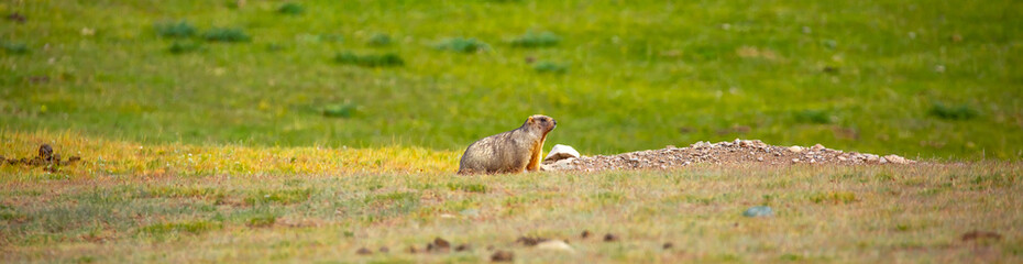 Naklejka na ściany i meble The marmot sits in the grass in the mountains, looks to the side, as if reading your text, studying, showing curiosity, interest. Copy space with place for text. Landscape with wild animals.