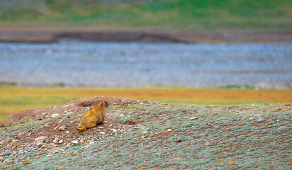 The marmot sits in the grass in the mountains, looks to the side, as if reading your text, studying, showing curiosity, interest. Copy space with place for text. Landscape with wild animals.