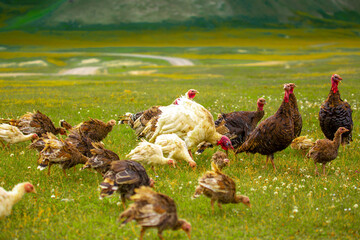Turkeys walk on the grass in a green meadow in a pasture. Animal husbandry and agriculture in the mountains.