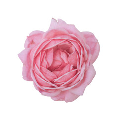 closeup of one pink rose fresh blossom beauty flower on an isolated white background with a clipping path or cutout.use for decoration in love event, Valentine's festival, and romantic wedding card.