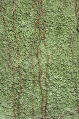 Background, texture of a green concrete uneven wall with hanging dry ivy. Photography, copy space,...