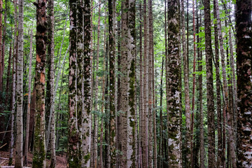 Forest full of tree trunks en Selva de Oza,  Aragon,  Spain 