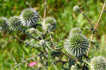 Echinops, Asteraceae. Globe thistle flowering plant in a wild