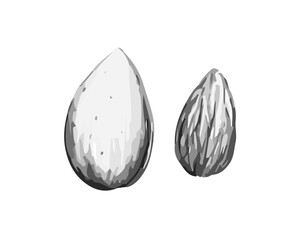 Almond Hand Drawn Nut Vector Sketch