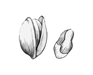 Pistachio Hand Drawn Nut Vector Sketch