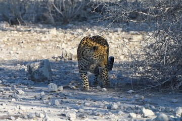 Leopard (panthera pardus) in der Nähe des Wasserlochs Klein Namutoni im Etoscha Nationalpark in...
