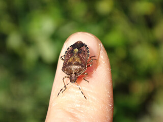 Hairy shield bug, sloe bug (Dolycoris baccarum) sitting on the tip of a human finger