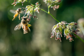 abeille butinant du pollen sur une gramin&eacute;e &eacute;clair&eacute;e par la lumi&egrave;re du jour