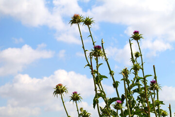 Flowering herb of Syrian Thistle (Cirsium syriacum, Notobasis syriaca) against blue sky with a white clouds 
