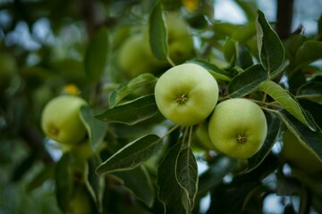 green apples on a branch
