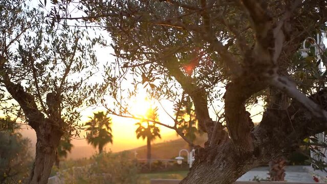 Giardino al tramonto
