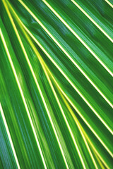 Fototapeta premium Abstract green bokeh. Selective focus. Bright palm leaves texture macro. Fresh tropical plant background. Nature striped pattern. Geometry in nature. Vertical photo.