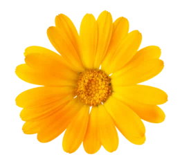  Beautiful yellow flower closeup isolated on transparent background. Png format   © seralex