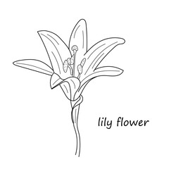 Lily flower in linear style. Lily flower monochrome vector illustration. Hand drawn beautiful lilly isolated on white background. Element for design of greeting cards and invitations