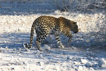Leopard (panthera pardus) in der Nähe des Wasserlochs Klein Namutoni im Etoscha Nationalpark in...