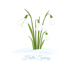 Realistic image of snowdrops in nature. Spring flowers in the snow on a white background. Vector illustration for card, invitation, background with place for text.
