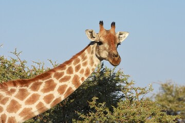 Steppengiraffe (giraffa camelopardalis) im Etoscha Nationalpark in Namibia