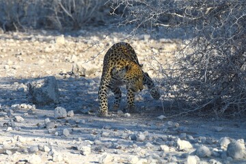 Leopard (panthera pardus) in der Nähe des Wasserlochs Klein Namutoni im Etoscha Nationalpark in...