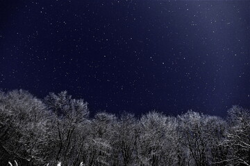 雪晴れの夜。雑木林と北斗七星