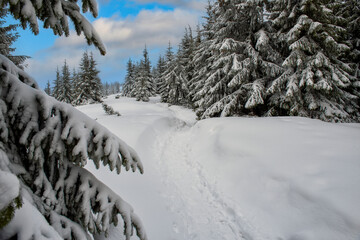  Path in the winter forest with beautiful fir trees.
 Winter landscape with snow-covered fir trees in the mountains.
