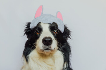 Happy Easter concept. Preparation for holiday. Cute funny puppy dog border collie wearing Easter bunny ears isolated on white background. Spring greeting card.