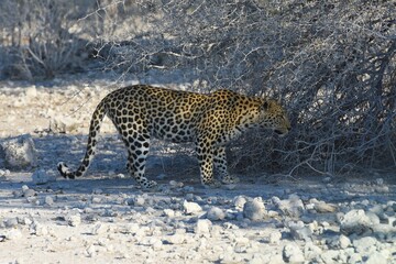 Leopard (panthera pardus) in der Nähe des Wasserlochs Klein Namutoni im Etoscha Nationalpark in...