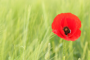 Poppy flower closeup spring season nature background