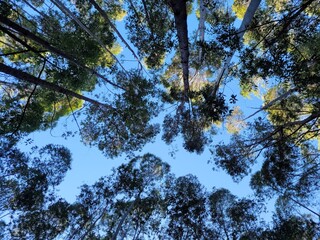 trees in the sky